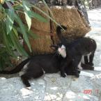 kitties from Kemer