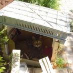 Cat and kitties