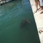 Caretta caretta!
