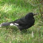 O tetik bir ku�.   (A watchful bird)