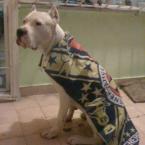 football fan