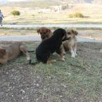 Puppies..