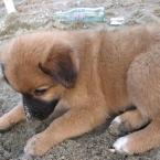 A beach-puppy