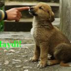 Doggie ;)