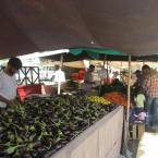 Eggplant in English; Patlıcan in T�rk