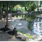 Black swans in Kuğulu Park
