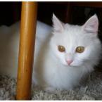Green eyes