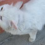 Pamuk