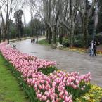 Tulips in Gulhane Park