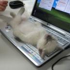 Hard Day at the Office