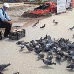 Feeding the Birds