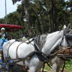 Pictures: Romantic and Amusing ride