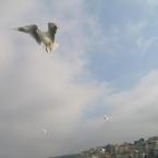 Pictures: İstanbul ferry 4