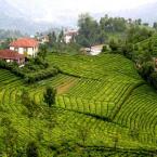 �ay bah�eleri -Rize Turkey 