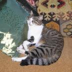 Pictures: Street cat made good!