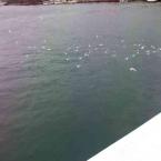 Pictures: Bosphorus
