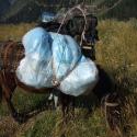 Our Mule!