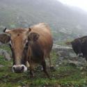 Local wildlife!