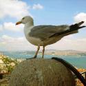 Seagul from Galata Tower